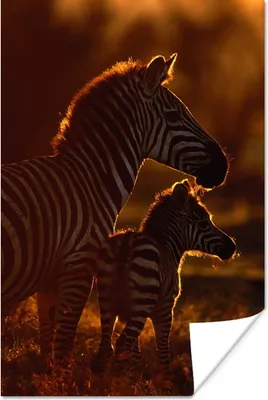 Produktbild von MuchoWow® Poster Zebra - Sonne - Fohlen 80x120 cm - Papierdruck