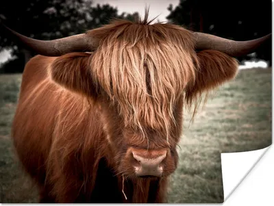 Produktbild von MuchoWow® Poster Schottischer Highlander - Baum - Gras 120x90 cm - Wandbild