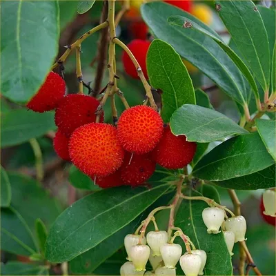 Produktbild von 2 x jahodník - Arbutus Unedo - nádoba 30-40 cm nádoba 30-40 cm