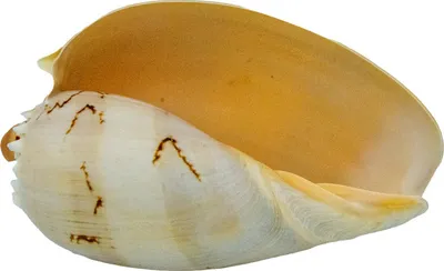 Produktbild von Echte Muschel Melo Meeresschnecke Maritime Dekoration ca. 12 cm