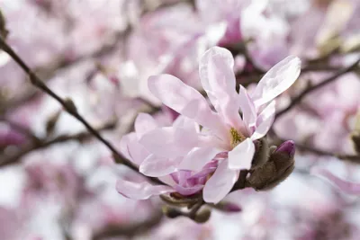 Produktbild von Magnolia stellata 'Rosea', Sternmagnolie, rosa Blüten, 40–60 cm