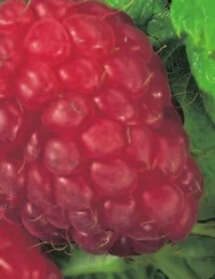 Produktbild von Rubus idaeus Malling Promise - Rote Himbeere Malling Promise