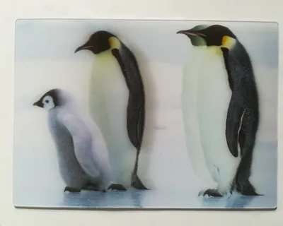 Produktbild von 3 D Ansichtskarte Pinguine, Postkarte Wackelkarte Hologrammkarte, Tier Pinguin