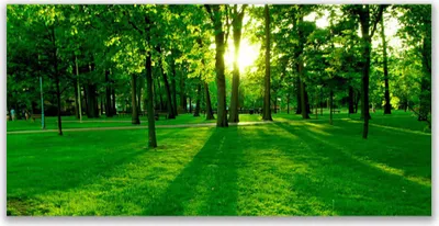 Produktbild von Acrylglasbilder 120x60 Wandbild Druck Wald Natur
