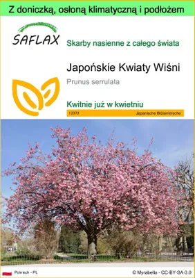 Zdjęcie produktu dla SAFLAX - Garden to go - Japońskie Kwiaty Wiśni - 30 Nasiona - Z doniczką, pokrywą klimatyczną i podłożem do uprawy - Prunus serrulata
