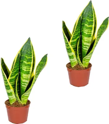 Produktbild von Bloomique - 2er Set - Sansevieria Superba - Bogenhanf - Sukkulenten - Zimmerpflanzen - Sehr Pflegeleicht - Höhe 20-30 cm - Topf 9 cm