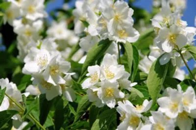 Produktbild von Jasminum Sambac - Arabischer Jasmin Sambac - 60-100cm