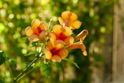 Produktbild von Campsis radicans 'Indian Summer', Trompetenblume, orange, 60–100 cm
