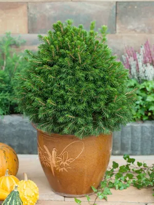Produktbild von Picea abies 'Tompa', Fichte, kompakt, 20–25 cm