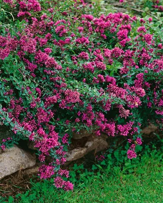 Produktbild von Origanum laevigatum 'Herrenhausen', Zier-Oregano, purpurrosa, ca. 9x9 cm Topf