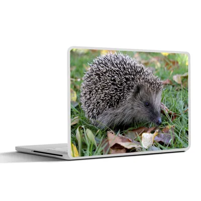 Produktbild von MuchoWow® Laptop Aufkleber Sticker Cover Igel im Gras 25x18 cm - Laptop-Deko