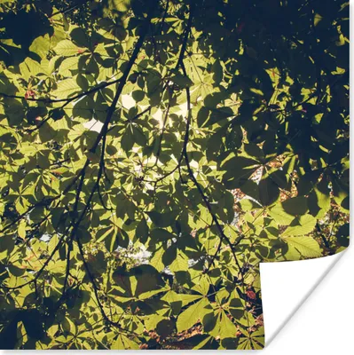 Produktbild von MuchoWow® Poster Blätter - Natur - Baum - Sonne 75x75 cm - Wand Dekoration