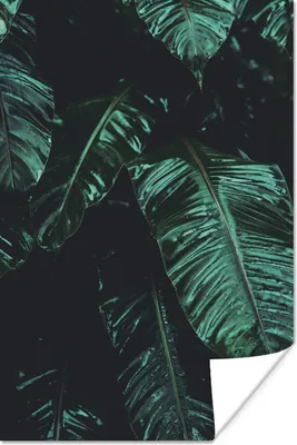 Produktbild von MuchoWow® Poster Dschungel - Palme - Blätter - Tropisch 40x60 cm - Plakate für die Wand - Poster Babyzimmer