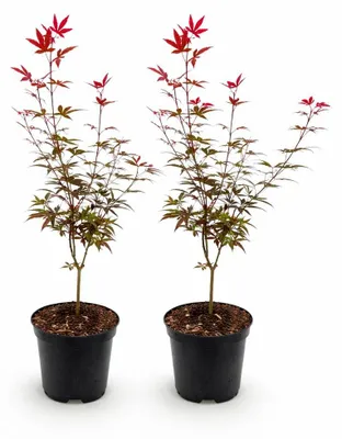 Immagine prodotto di Acer palmatum "Skeeters Broom" - acero giapponese a foglia di palma - deciduo - 19 cm (dimensione del vaso) - 70 cm - Set da 2 - rosso-viola