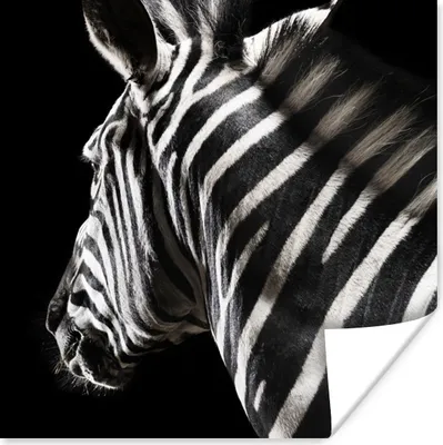 Produktbild von MuchoWow® Poster Zebra - Tier - Schwarz - Porträt 75x75 cm - Wand Dekoration