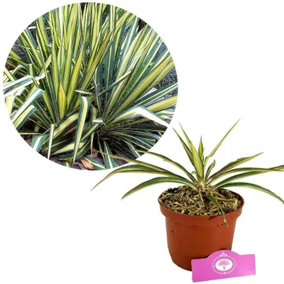 Produktbild von Yucca filamentosa 'Color Guard' – Palmlilie – ±30 cm hoch – 2L Topf