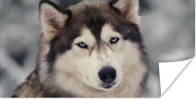 Produktbild von MuchoWow® Poster Porträt eines Huskys 80x40 cm - Wanddeko