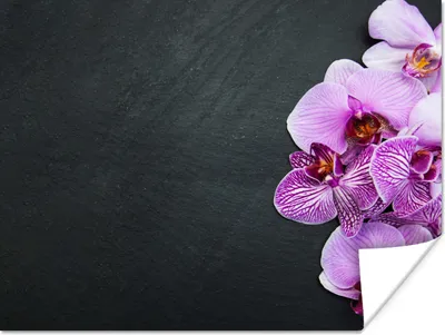 Produktbild von MuchoWow® Poster Orchidee - Blumen - Rosa - Flora 120x90 cm - Wandbild