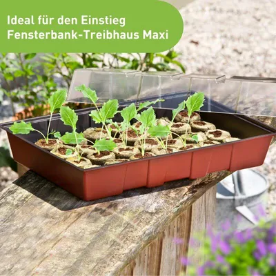 Produktbild von Zimmergewächshaus Maxi mit 24 Quelltabletten 33x22x11cm