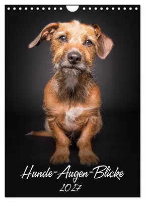 Produktbild von Hunde-Augen-Blicke (Wandkalender 2027 DIN A4 hoch), CALVENDO Monatskalender
