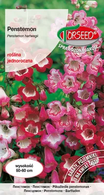 Produktbild von Penstemon Samenmischung - Torseed