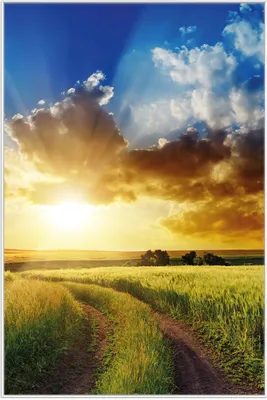 Produktbild von Wallario Wandbild Feldweg in den Sonnenuntergang, Größe: 61 x 91,50 cm, Poster mit weißem Aluminiumrahmen