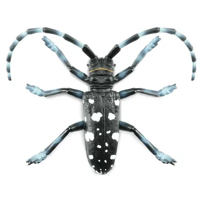 Produktbild von Toymany ML00422 Zitrusbockkäfer 8,8 cm Reptilienreich
