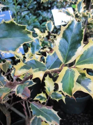 Produktbild von Ilex aquifolium Madame Briot - Stechpalme Madame Briot - 30-40