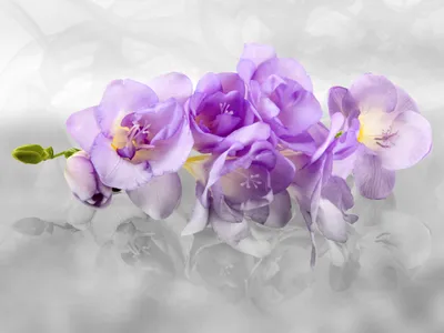 Image de Sanders & Sanders papier peint panoramique fleurs gris et violet 375 x 270 cm