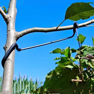Productafbeelding van Takverspreiders voor fruitbomen, 18 cm, 20 stuks, plantensteun voor de tuin