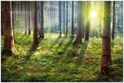 Produktbild von Wallario Premium Glasbild, freischwebende Optik, kräftige Farben, Größe 90 x 60 cm Motiv Sonnenuntergang im Wald zwischen den Bäumen