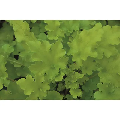 Produktbild von Heuchera "Lime Marmalade" - Purpurglöckchen "Lime Marmalade" im Topf 12 cm  - 12cm