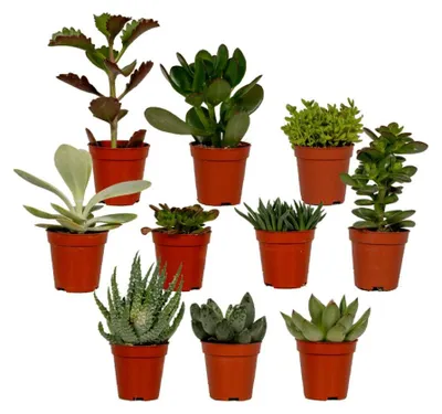 Produktbild von Sukkulenten Mix | 10 Stück - 7cm - Ø5,5cm - Zimmerpflanze - Multideal - Kakteen und Sukkulenten