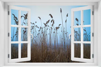 Produktbild von Wallario Poster mit Fenster-Illusion: Schilfrohr am See vor blauem Himmel, Größe: 61 x 91,5 cm (Maxiposter)