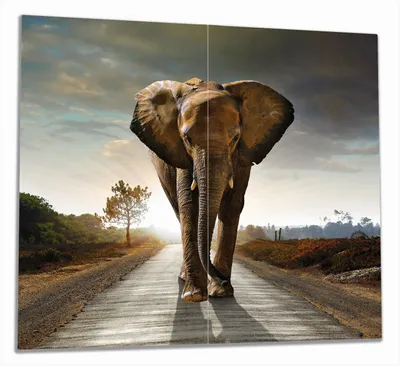 Produktbild von Wallario Herdabdeckplatte aus Glas, Größe 60 x 52 cm 2-teilig, Motiv Elefant bei Sonnenaufgang in Afrika