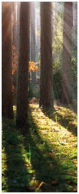 Produktbild von Wallario Wandbild aus Acryl, 200 x 80 cm, freischwebende Optik - Sonnenstrahlen im Herbstwald