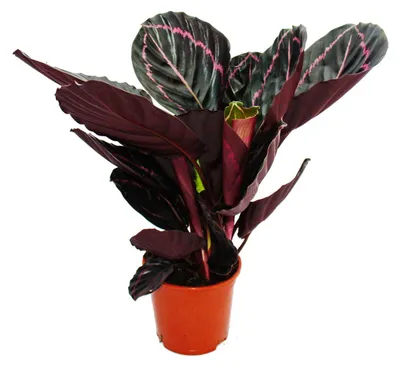 Produktbild von Schattenpflanze mit ungewöhnlichem Blattmuster – Calathea Dottie – 12-cm-Topf – Höhe ca. 25–30 cm