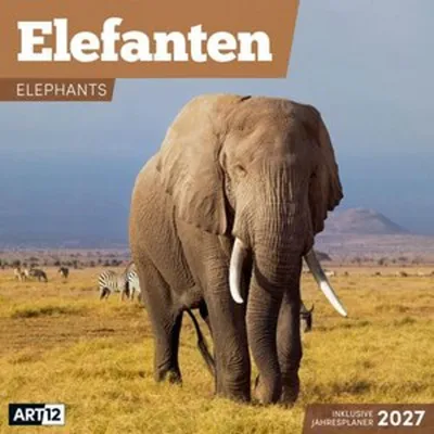 Produktbild von Elefanten Kalender 2027 - 30x30 - Art12