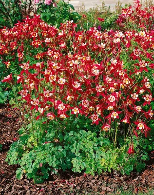 Produktbild von Akelei Crimson Star, im Topf - Aquilegia caerulea