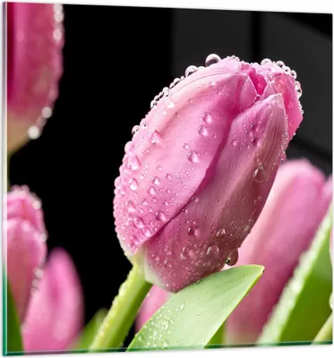 Produktbild von Bilder auf glas - Tulpe Blumen Tau - 70x70cm - Glasbilder - Wandbilder - Kunstdruck - zum Aufhängen bereit - Wanddekoration aus Glas - Glas Bilder - Wandbild auf Glas - Einteilig - GAC70x70-2483