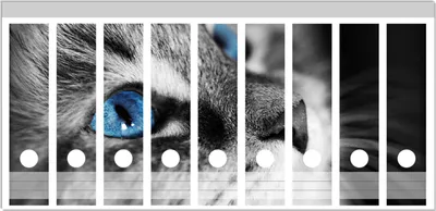 Produktbild von Wallario Ordnerrücken Sticker, selbstklebend für breite Ordner, 9 Stück, Motiv Schwarz-weiß getigerte Katze mit leuchtend blauen Augen