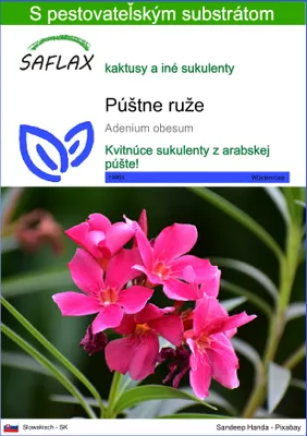Obrázok produktu pre SAFLAX - púštne ruže - Adenium obesum - 8 Semená - S pestovateľským substrátom bez klíčkov