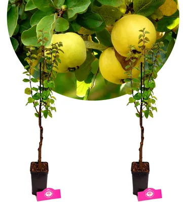 Produktbild von Set mit 2 Quitten – Cydonia oblonga Quitte – Höhe 60 cm – 9 cm Topf