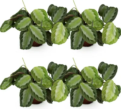 Produktbild von Maranta Fascinator Silverband Gebetspflanze Pfeilwurz 4 Pflanzen im Set 12cm