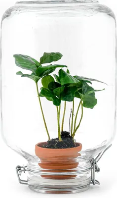 Produktbild von Easyplant - Coffea Arabica - Flaschengarten Paket