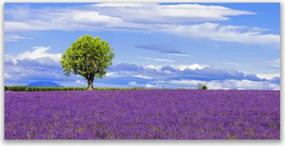 Produktbild von Tulup Leinwand-Bilder 140x70 Wandbild Canvas Kunstdruck Wiese Baum Natur