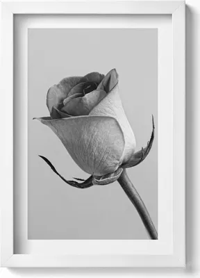 Produktbild von Graue kleine Rosenblüte– Wandbild mit Rahmen – Gerahmtes Bild  – Wanddekoration – 20x30 cm – Weiß