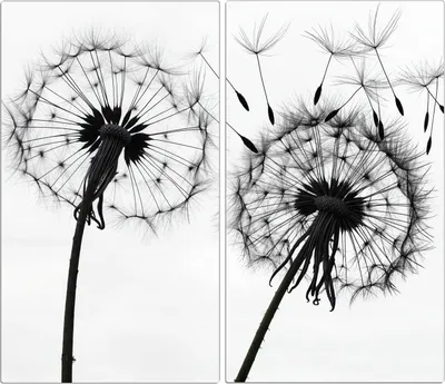 Produktbild von Spritzschutz Herdabdeckplatte Schneidebrett aus Glas Pusteblumen 2-Teilig (60x52cm)