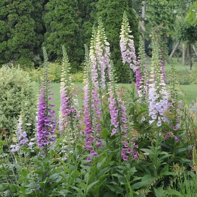 Produktbild von 6 x Fingerhut - Digitalis purpurea 'Gloxiniiflora' | Topf 9cm x 9cm