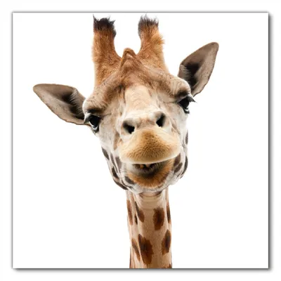Produktbild von Wallario selbstklebende Möbelfolie/ Tischdecke für Innen und Außen, Größe: 100 x 100 cm - Giraffenkopf